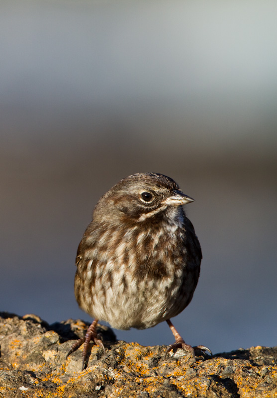 Song Sparrow